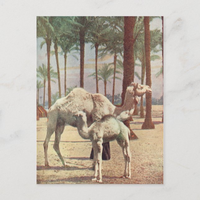 Camels Postcard (Front)