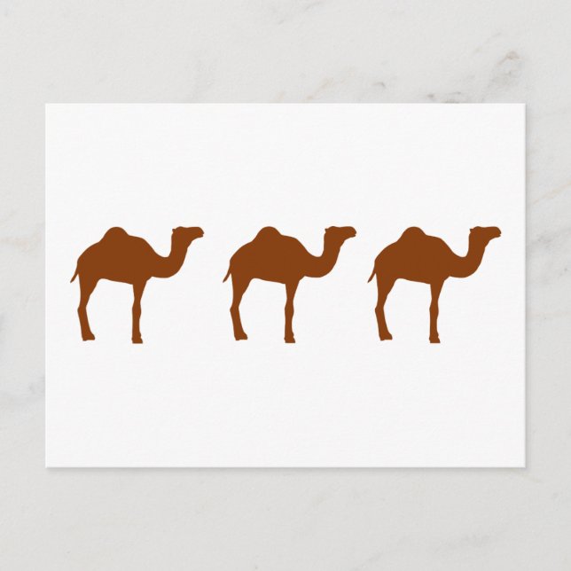 Camels Postcard (Front)