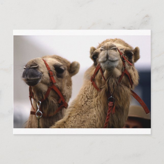 Camels Postcard (Front)