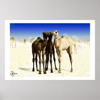 Camels Poster