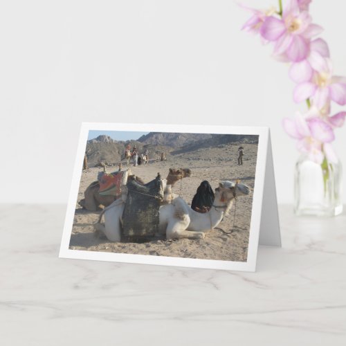 Camels Resting in Desert Card