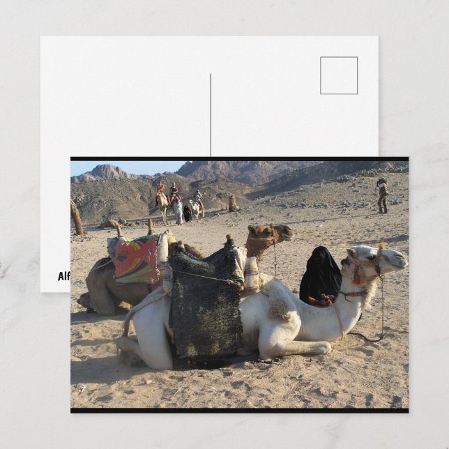 Camels Resting in Desert Postcard (Front/Back)