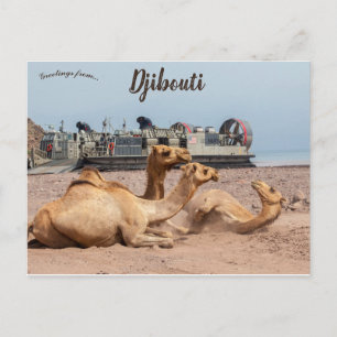 Camels Resting in the Sun in Djibouti Postcard