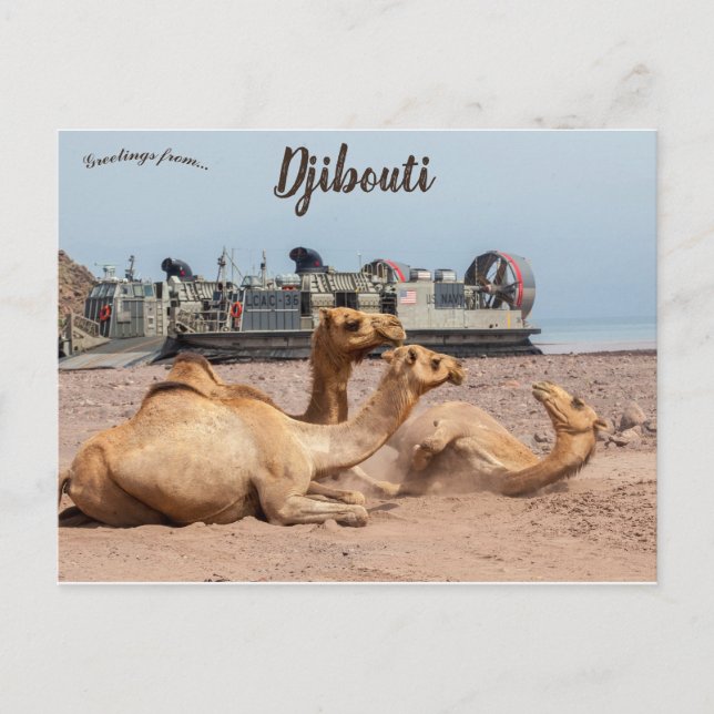 Camels Resting in the Sun in Djibouti Postcard (Front)