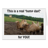 CAMELS SAY "HUMP DAY FOR YOU AT 40" (Front Horizontal)