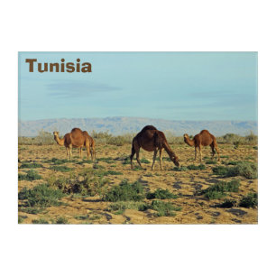 Camels, Tunisia Acrylic Print