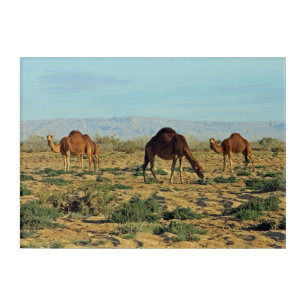 Camels, Tunisia Acrylic Print