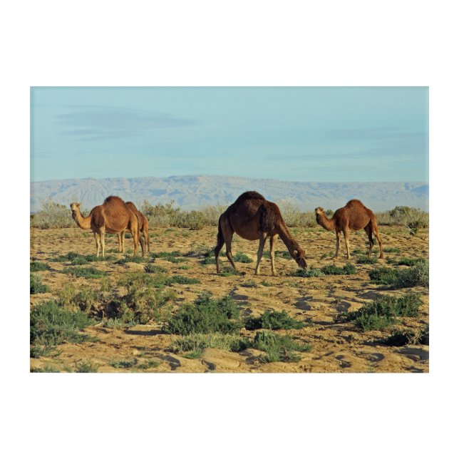 Camels, Tunisia Acrylic Print (Front)