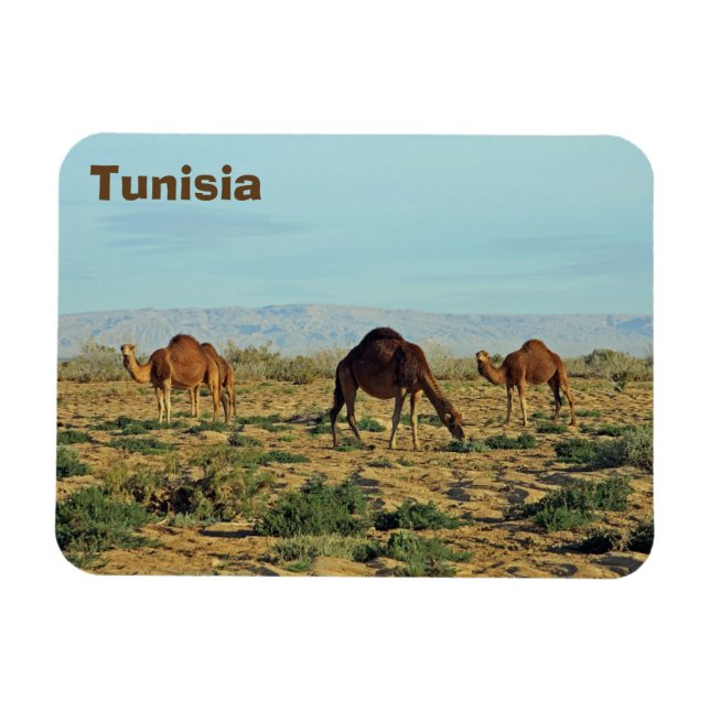 Camels, Tunisia Magnet (Horizontal)