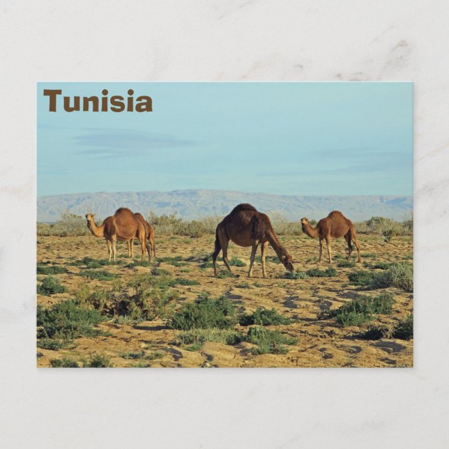 Camels, Tunisia Postcard (Front)