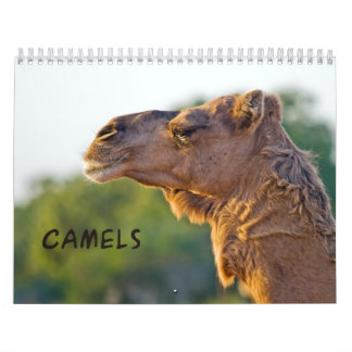 CAMELS Wall Calendar