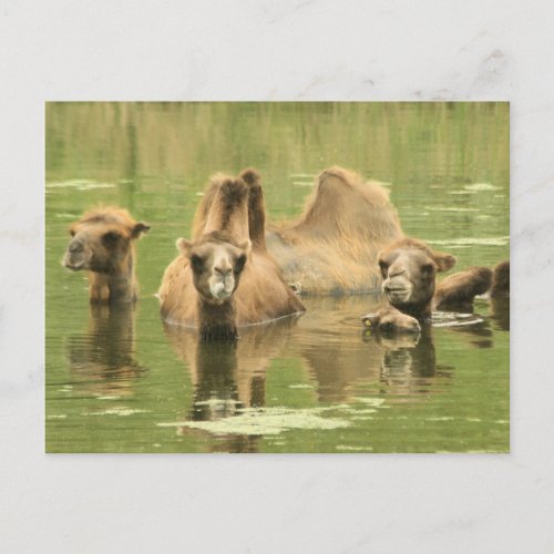 Camels Yum Postcard