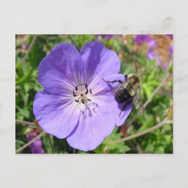 Camera Shy Bumble Bee Postcard (Front)