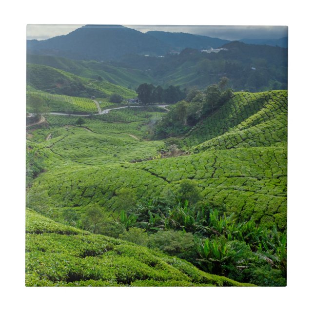 Cameron Highlands Tea Plantation Ceramic Tile (Front)