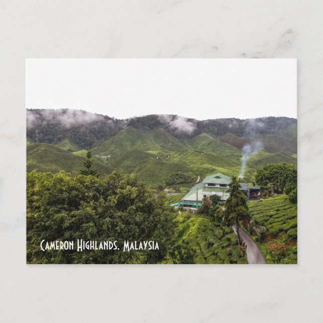Cameron Highlands tea plantation, Malaysia Postcard (Front)