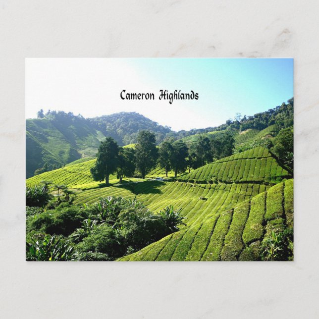 Cameron Highlands, Tea Plantation, Malaysia Postcard (Front)