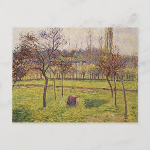 Camille Pissarro- Apple Trees in a Field Postcard