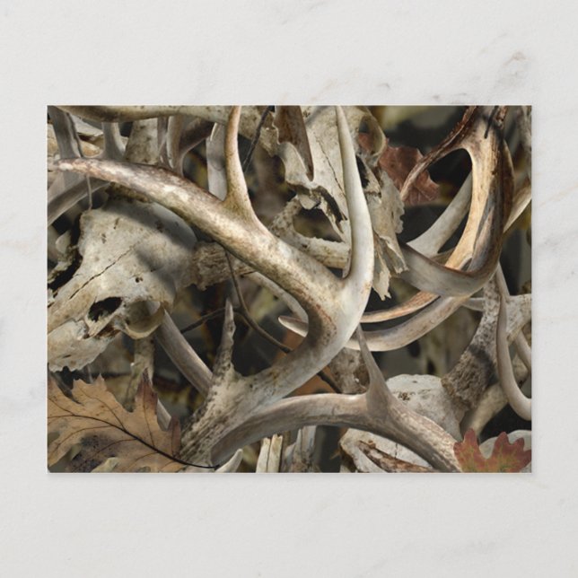 Camo Deer Skulls Postcard (Front)