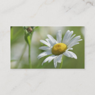 Camomile Calling Card