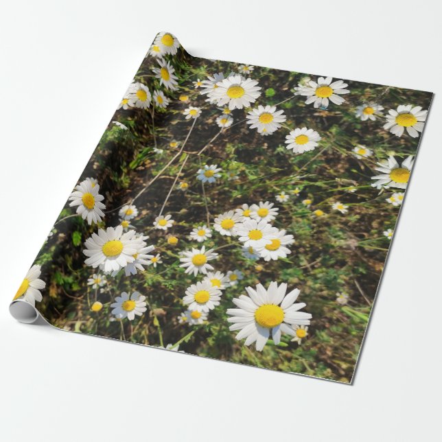 Camomile flowers wrapping paper (Unrolled)