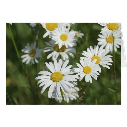 Camomiles Cards (Front Horizontal)