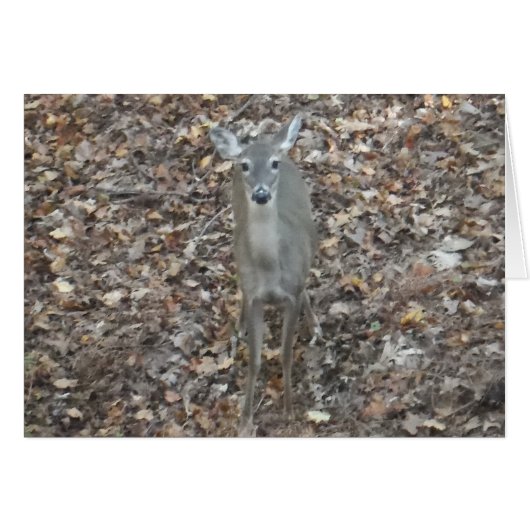 Camouflage Deer in fall leaves Cards (Front Horizontal)