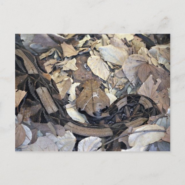 Camouflage snake postcard (Front)
