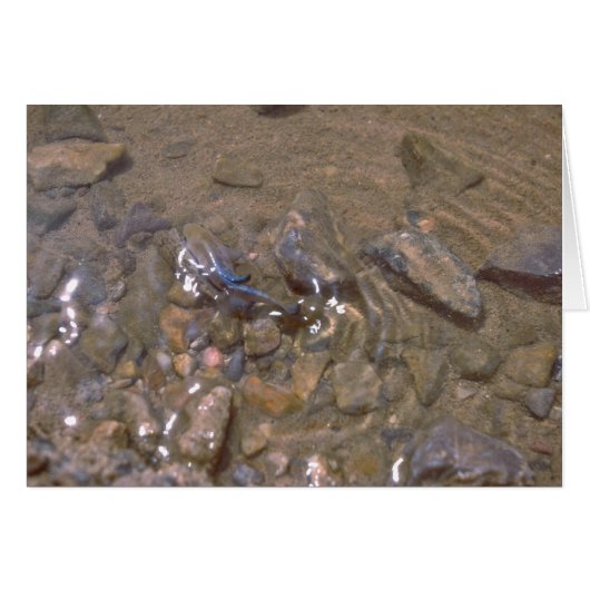 Camouflage With The Bottom Of The River Cards (Front Horizontal)
