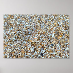 Camouflaged Ghost Crab on a Kauai Beach, Hawaii Poster