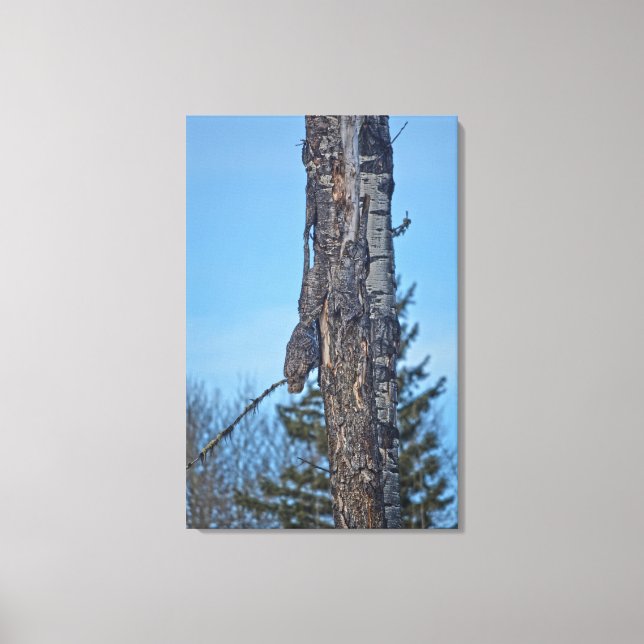 Camouflaged Great Grey Owl and Tree Wildlife Photo Canvas Print (Front)