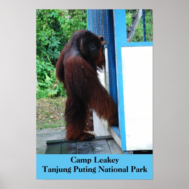 Camp Leakey Tanjung Putting National Park Borneo Poster (Front)