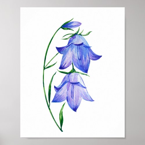 Campanula bloom wild flower poster