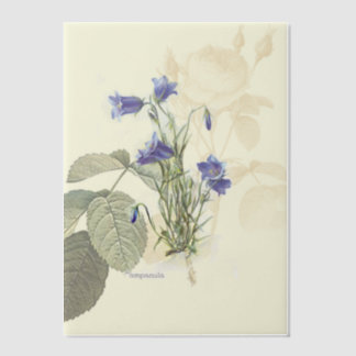 Campanula