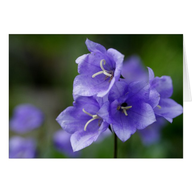 Campanula Cards (Front Horizontal)
