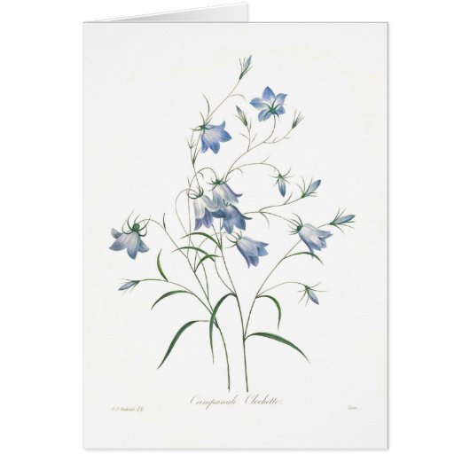 Campanula clochette cards (Front)