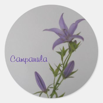 Campanula Flower Classic Round Sticker by artistjandavies at Zazzle
