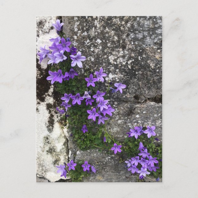 Campanula Flowers Growing on a Wall Postcard (Front)