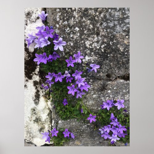 Campanula Flowers Growing on a Wall Poster