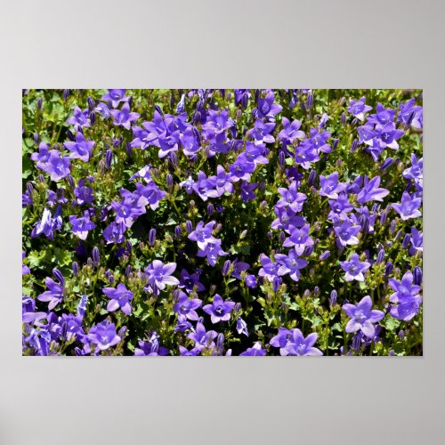 Campanula flowers poster