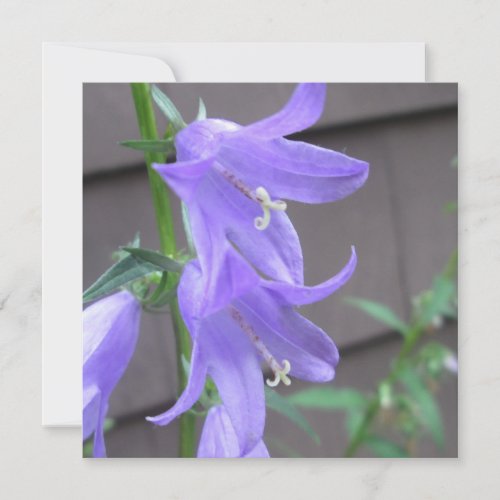 Campanula Garden Flower Invitation