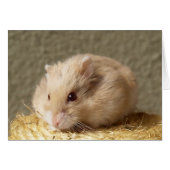 Campbells Dwarf Russian Hamster, Argente (Front Horizontal)