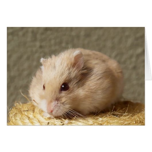 Campbells Dwarf Russian Hamster, Argente Cards (Front Horizontal)