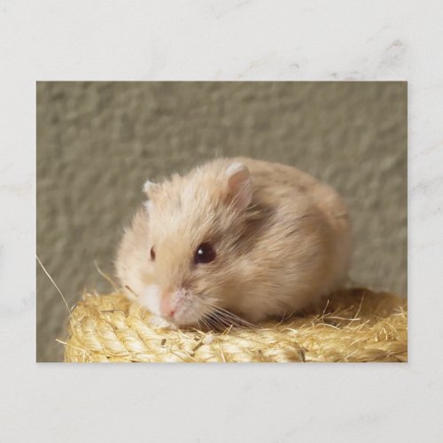 Campbells Dwarf Russian Hamster Argente Postcard