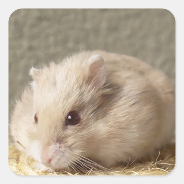 Campbells Dwarf Russian Hamster Square Sticker (Front)