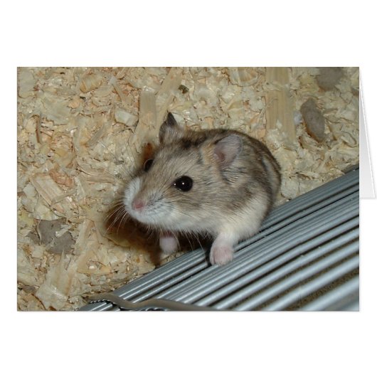 Campbells Hamster Cards (Front Horizontal)