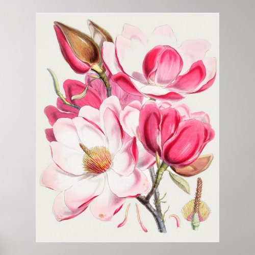 Campbells magnolia from Himalayan plants Poster