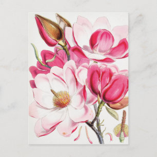 Campbell's Magnolia Postcard