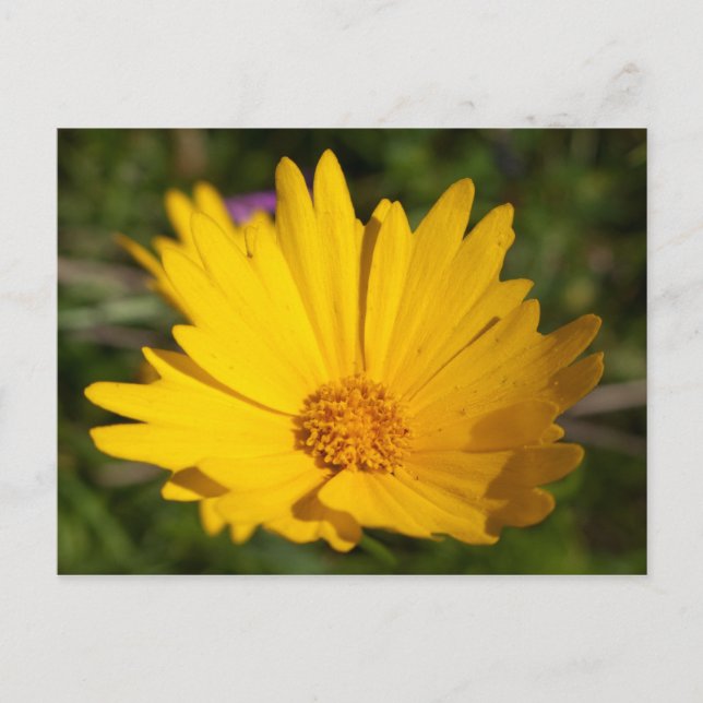 Camphor Postcard (Front)