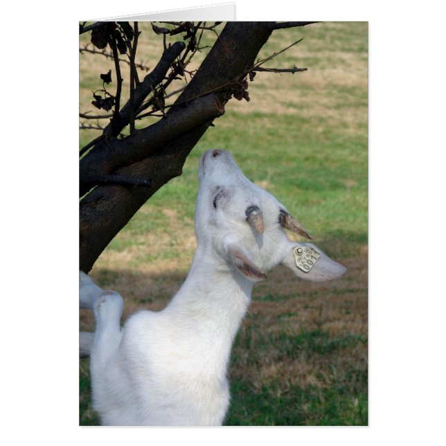 Can I Climb This Tree? (Front)