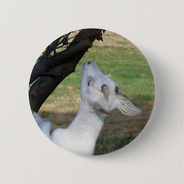 Can I Climb This Tree? Button (Front)